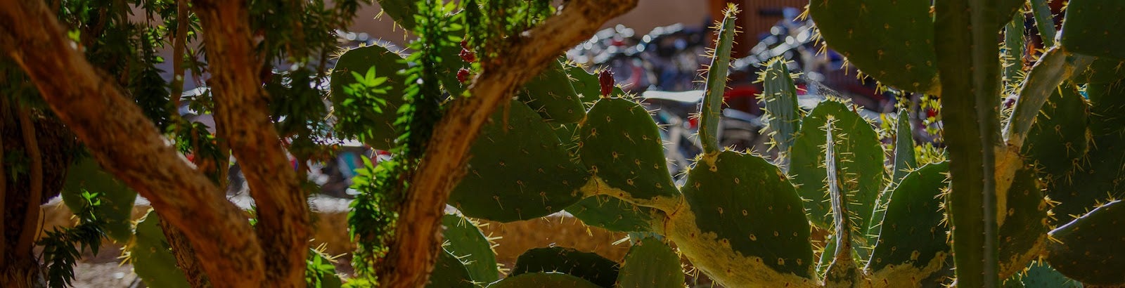 cactus paddels